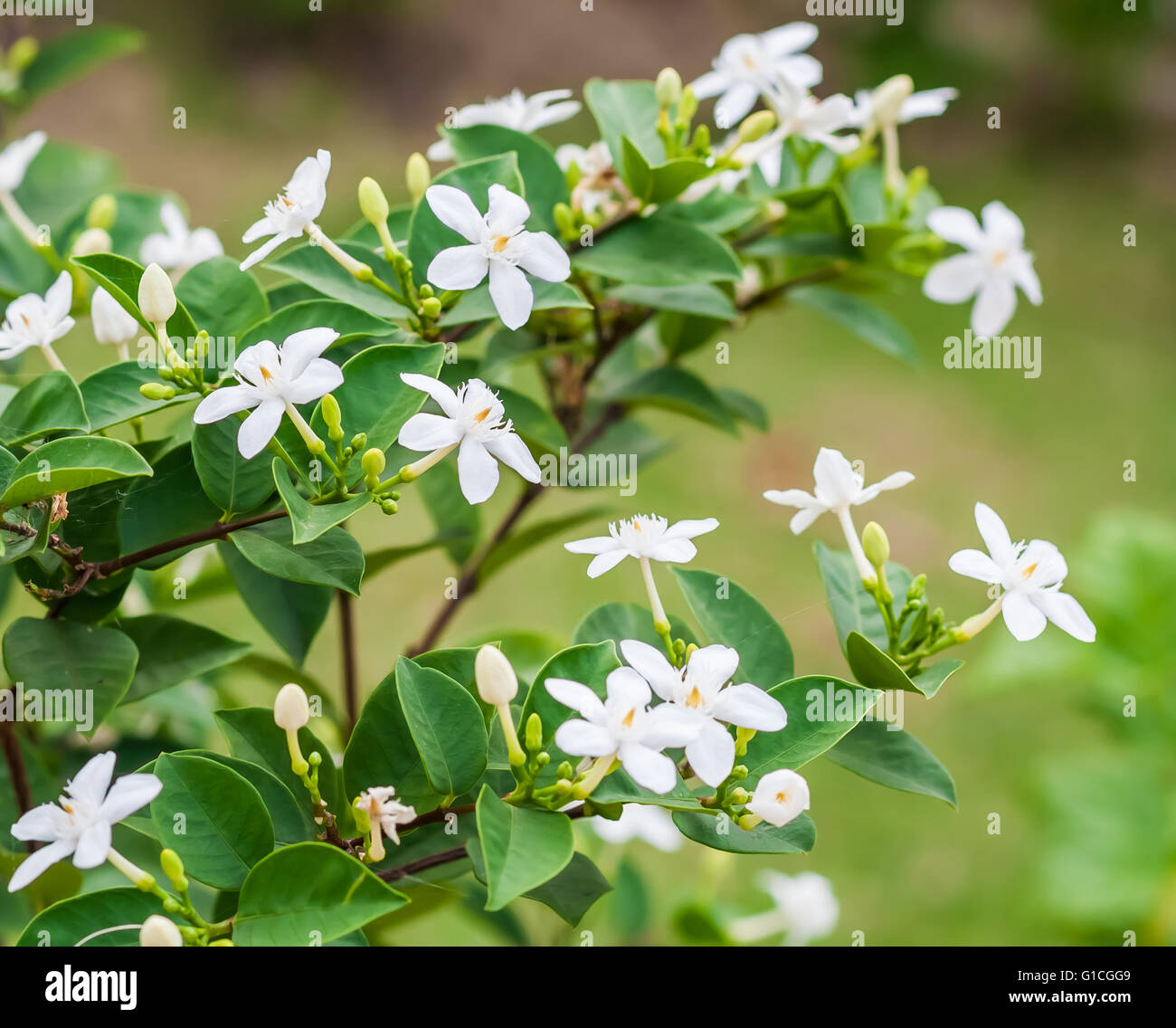 Snowflake or wrightia antidysenterica flower. Stock Photo