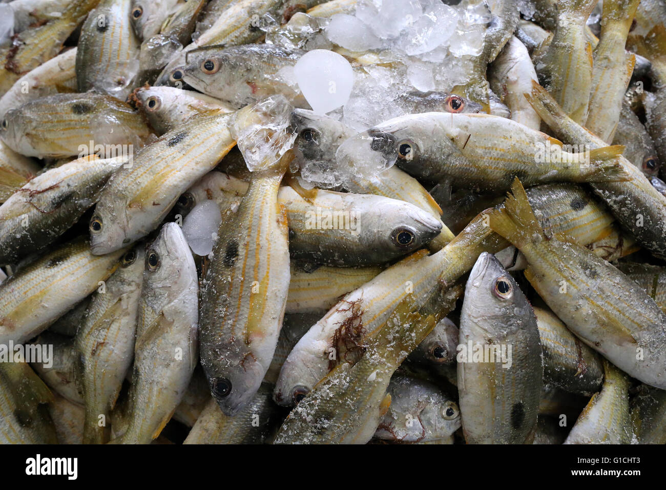 Mina port fish market, Abu Dhabi. United Arab Emirates Stock Photo Alamy