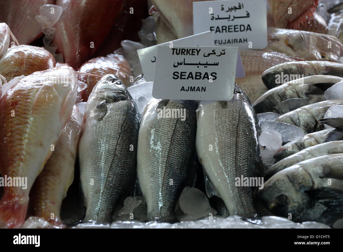 Mina port fish market, Abu Dhabi. Sea bass. United Arab Emirates Stock
