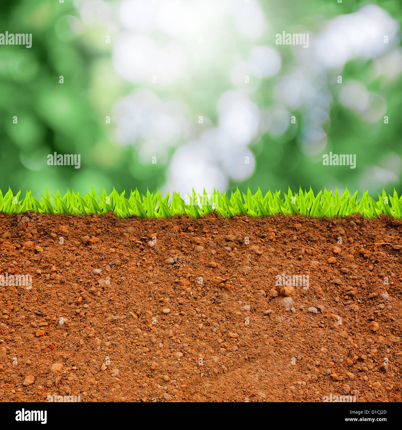 Cross section of grass hi-res stock photography and images - Alamy