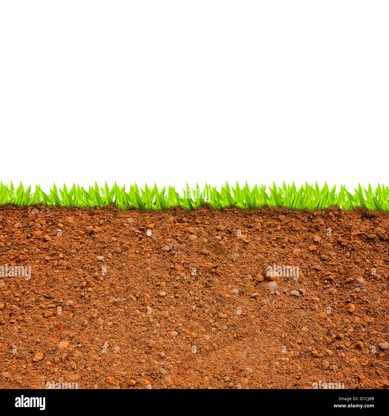 cross section of grass and soil against white background Stock Photo ...