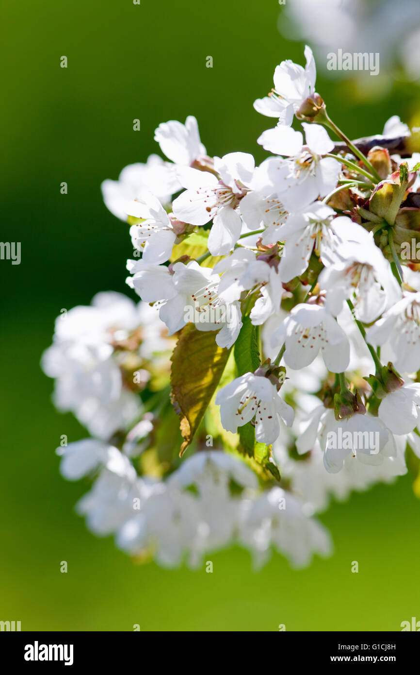 Closeup of Cherry Flower at Blossom in Spring Stock Photo