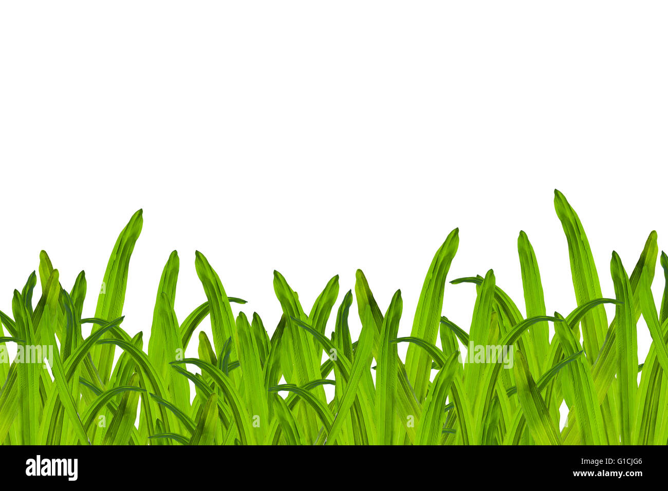 Green grass isolated on white background Stock Photo - Alamy