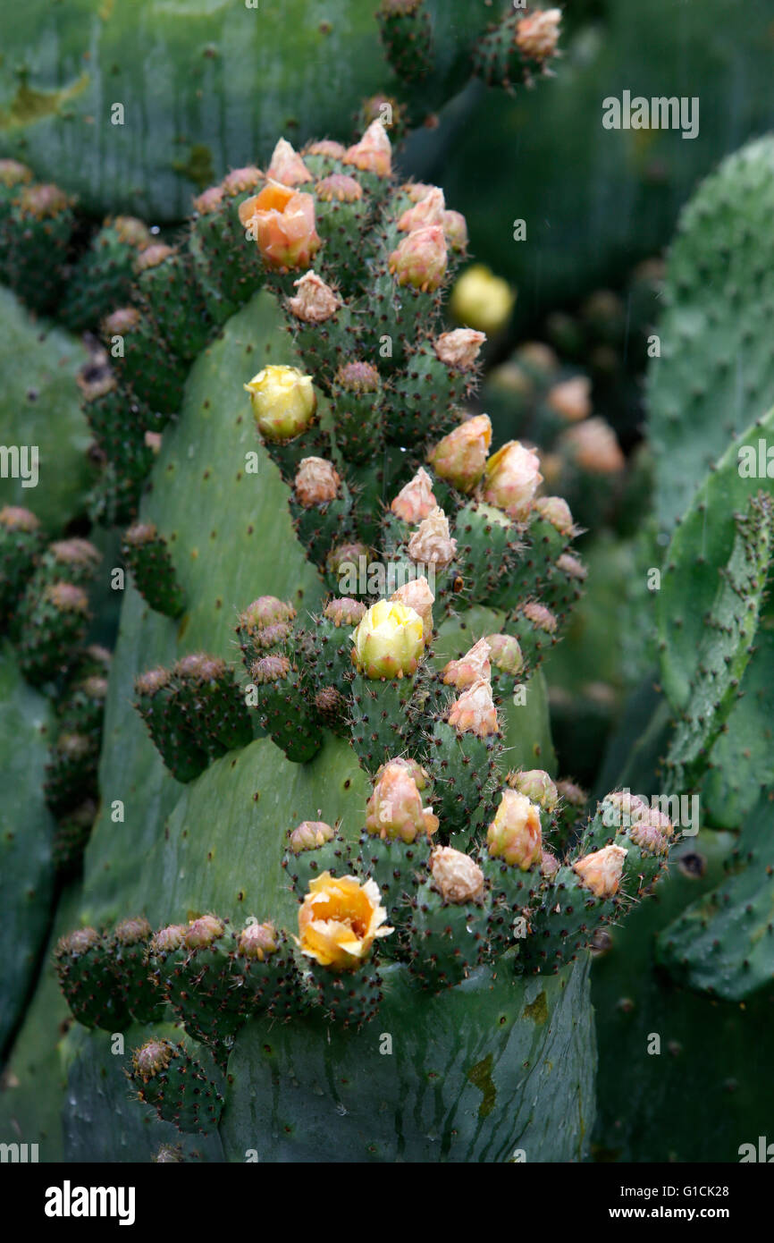 Cyprus cactus hi-res stock photography and images - Alamy