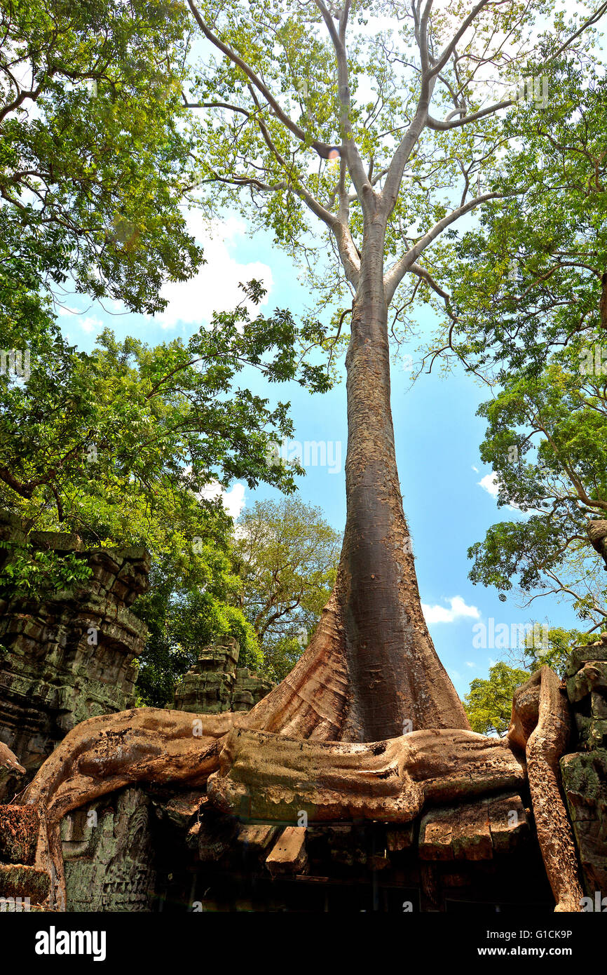 Intricate tree roots hi-res stock photography and images - Alamy