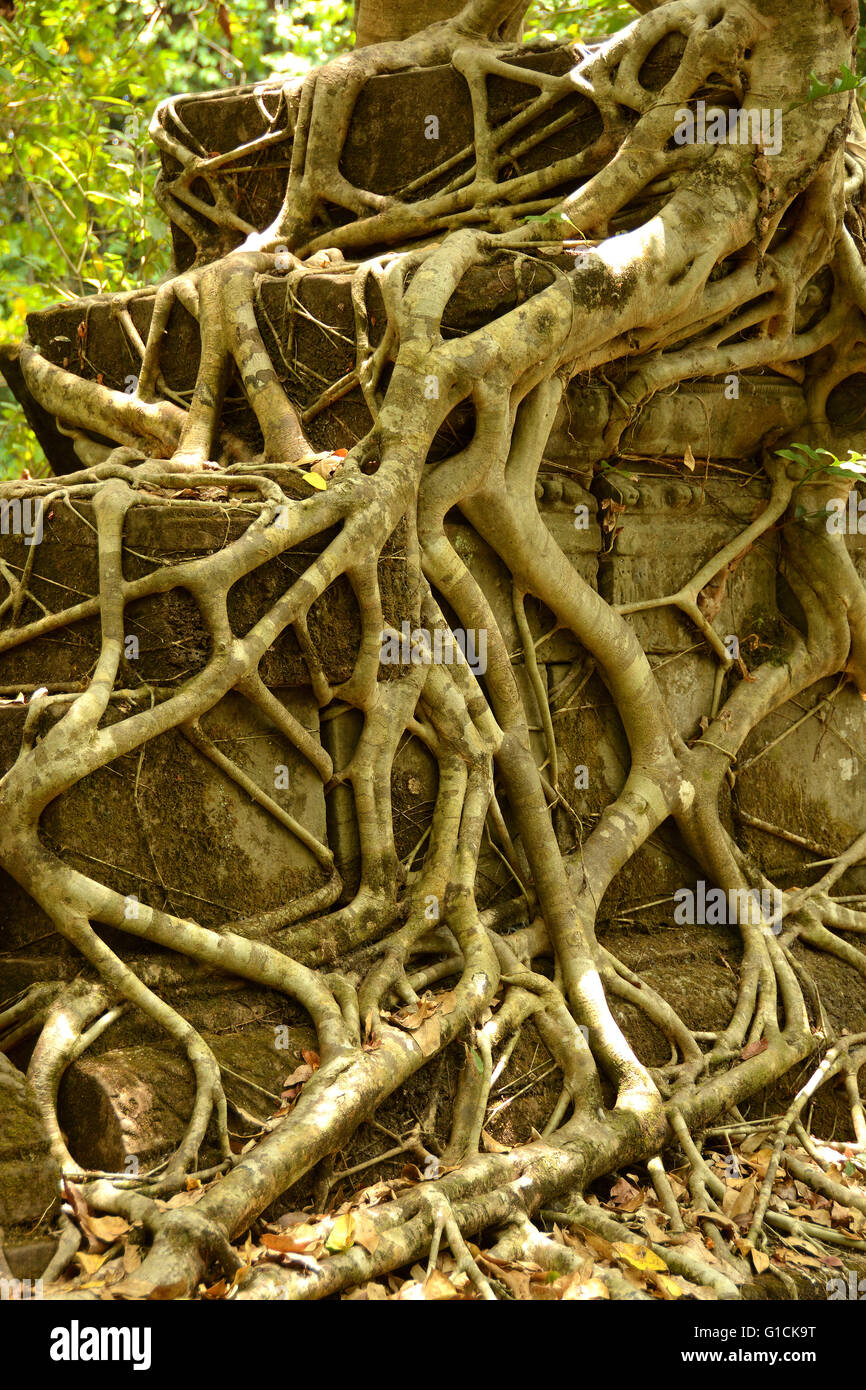 Intricate hi-res stock photography and images - Alamy