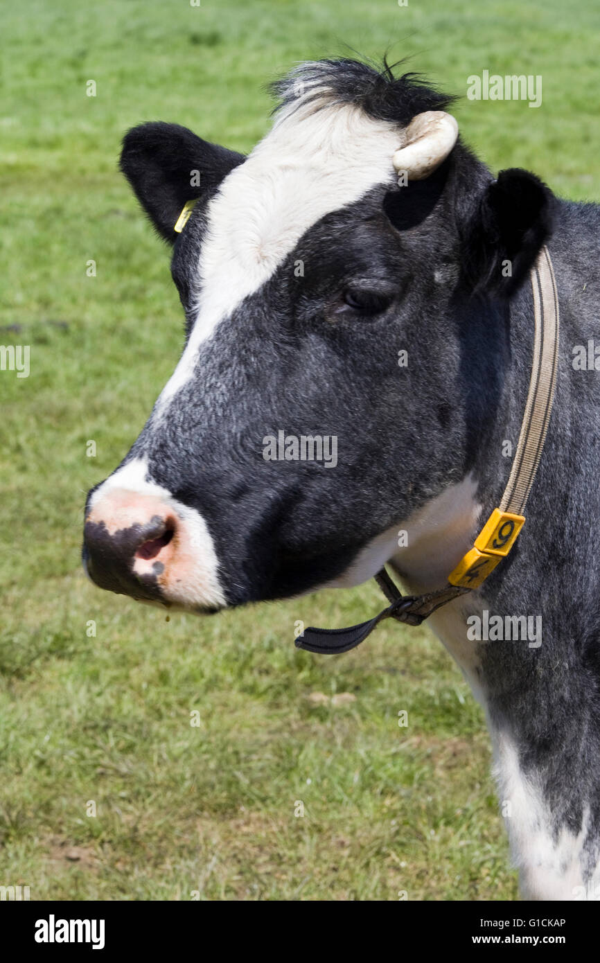 black and white dairy cow in a meadow Stock Photo - Alamy