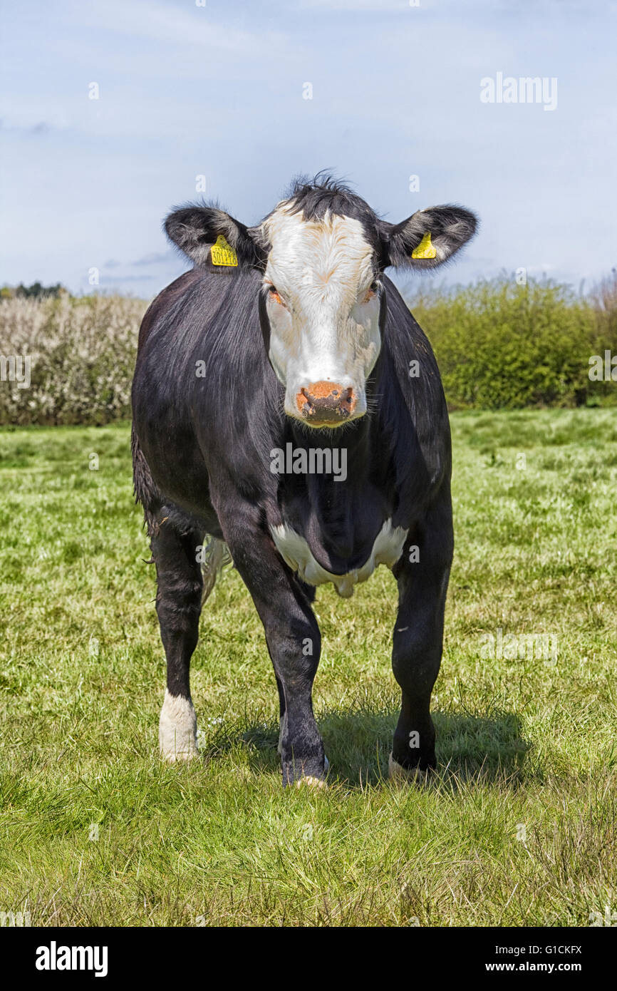 black and white dairy cow in a meadow Stock Photo - Alamy