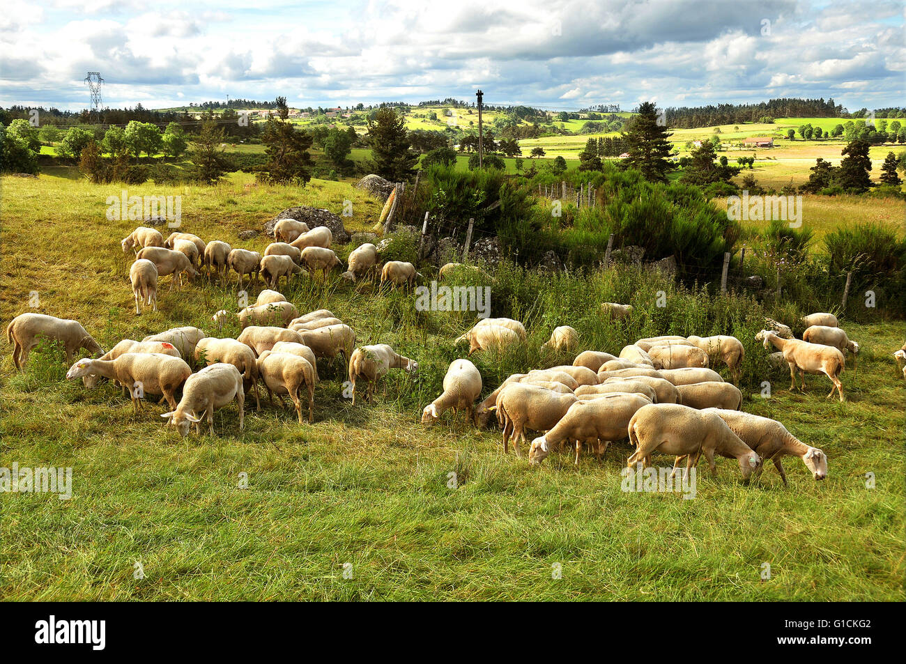 Sheep. Saugues. France. Stock Photo