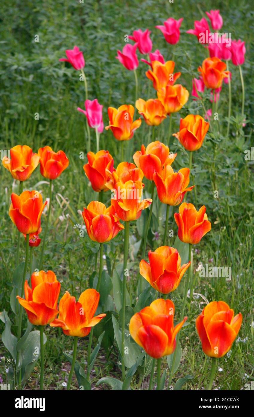 Tulpen. Stock Photo