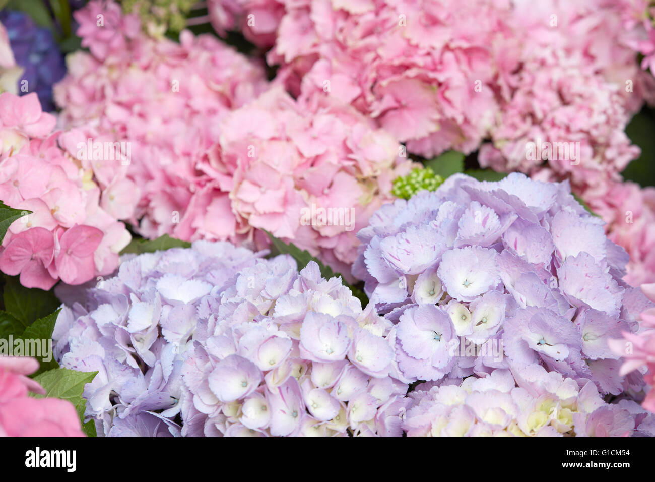 Hydrangea flowers in pink and purple colors, Hydrangea macrophylla ...