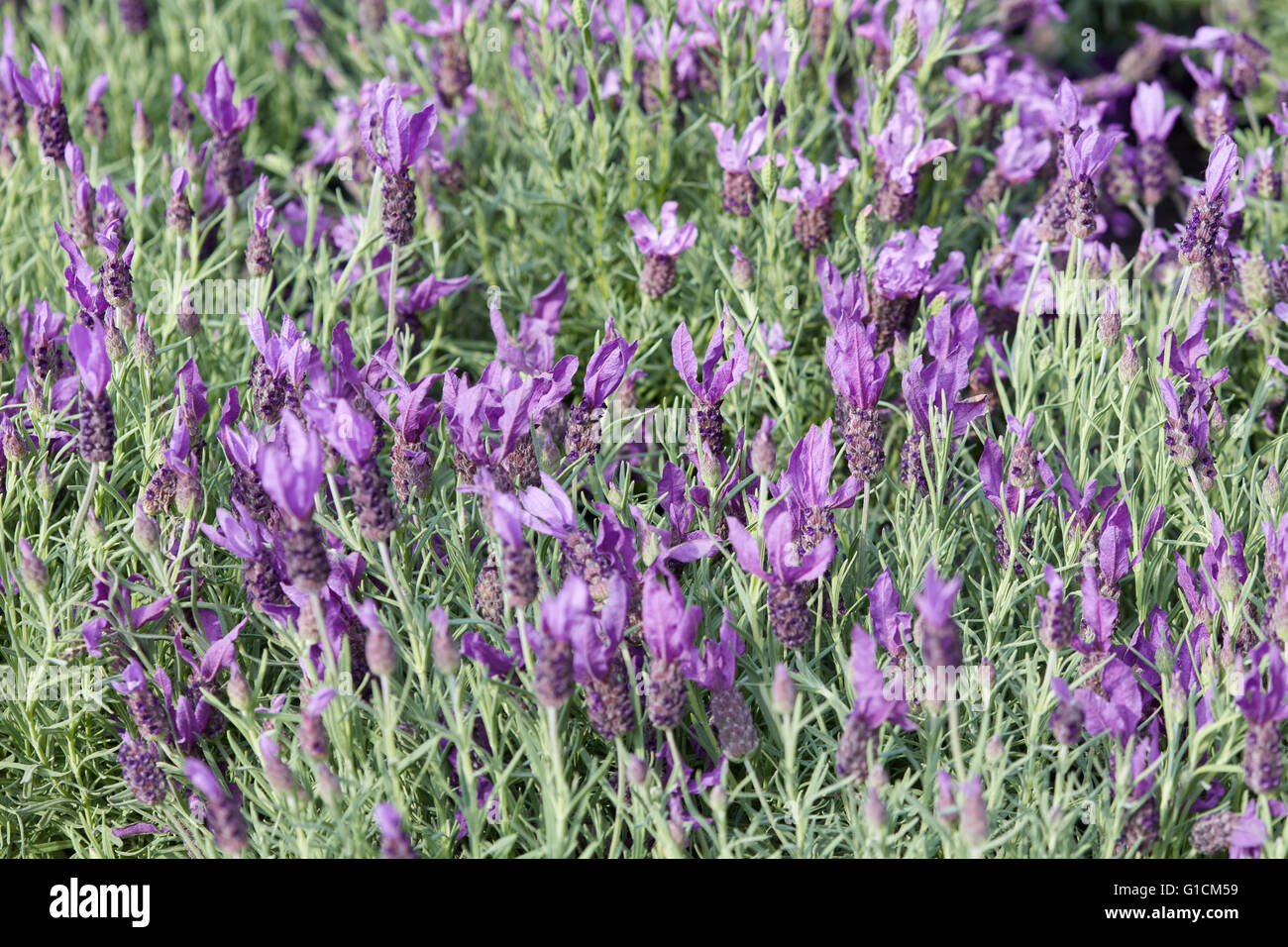 Lavender, Lavandula stoechas flowers background Stock Photo