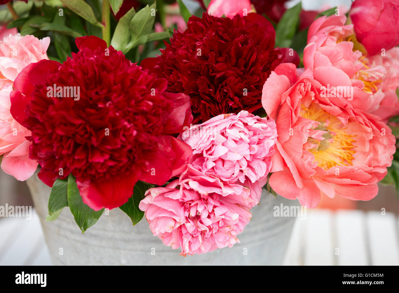 Peony flowers bunch in red and pink colors Stock Photo