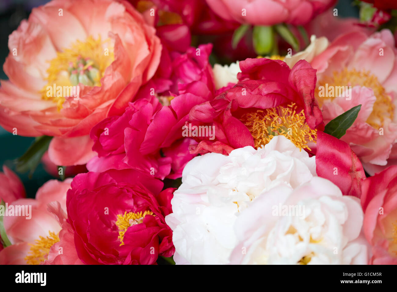 Peony flowers in red, pink and white colors background Stock Photo