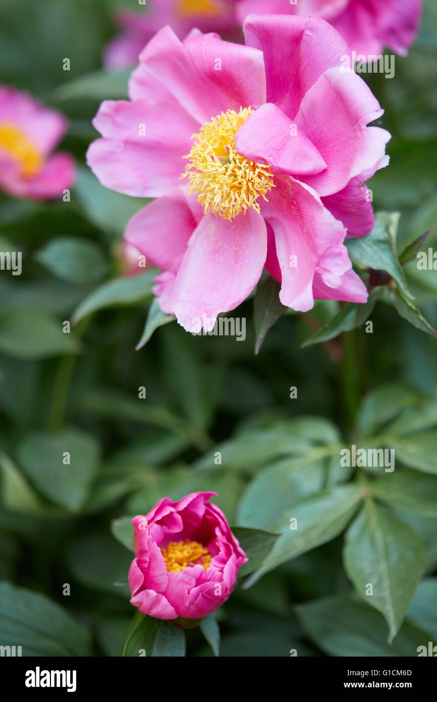 Pink peony flowers with green leaves in a garden Stock Photo