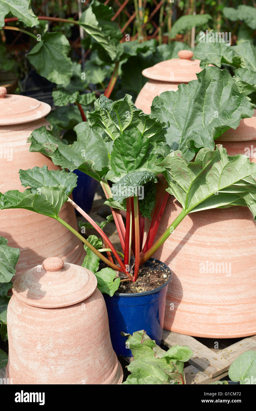 Rhubarb, Rheum palmatum plant in pot Stock Photo