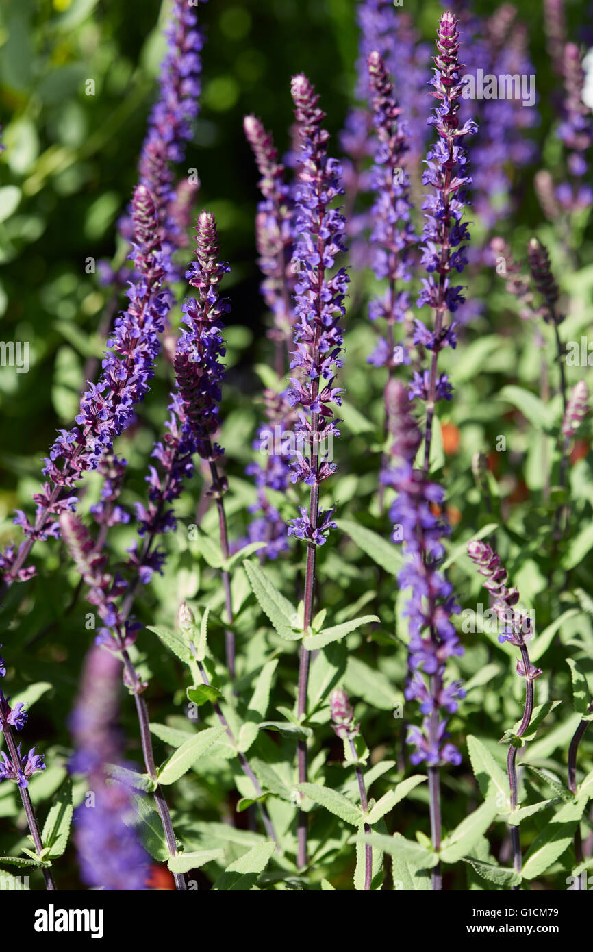 Salvia superba, sage plants with purple flowers Stock Photo