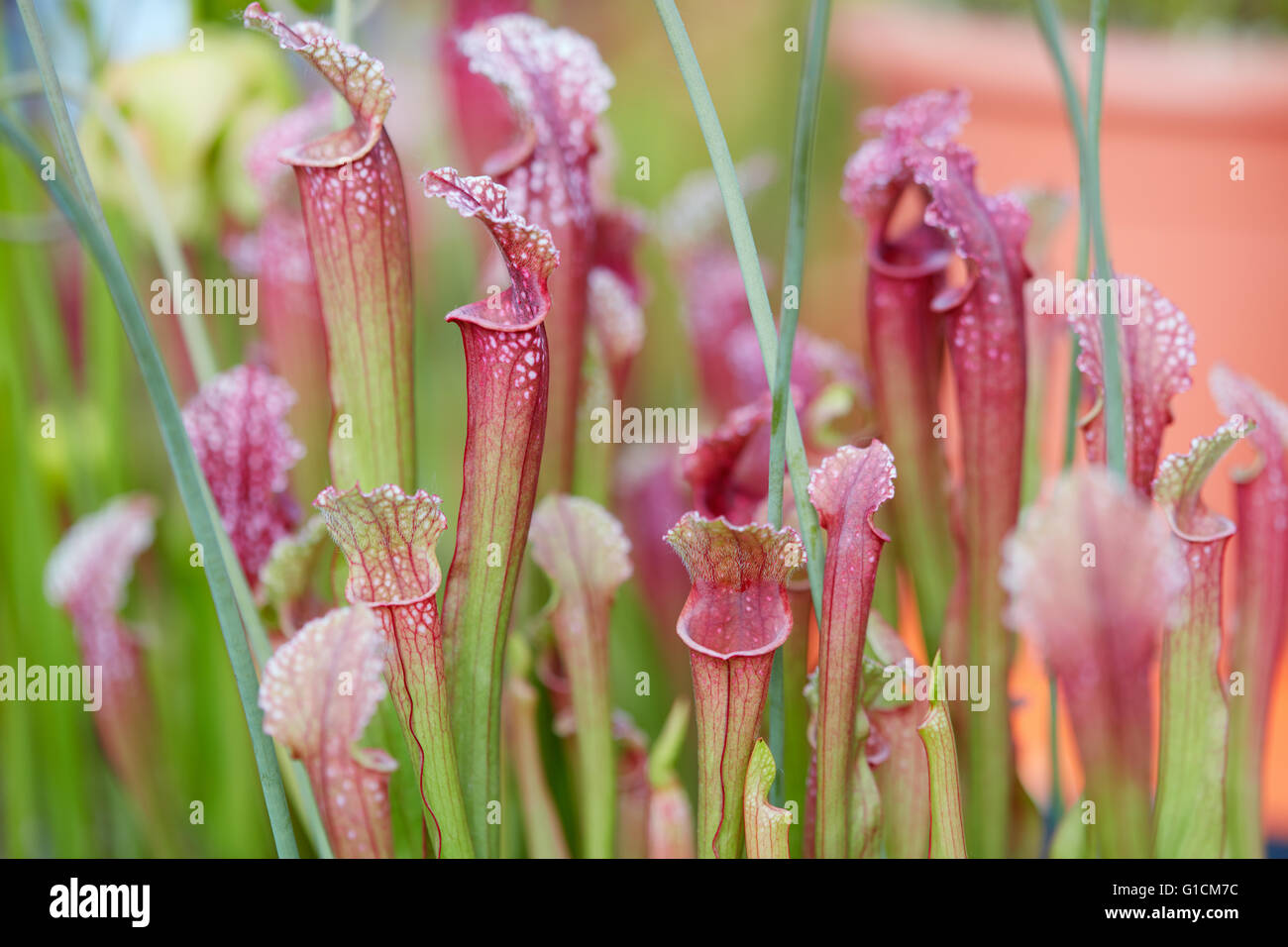 Carnivorous plants leaves background, Sarracenia flava rubricorpora Stock Photo