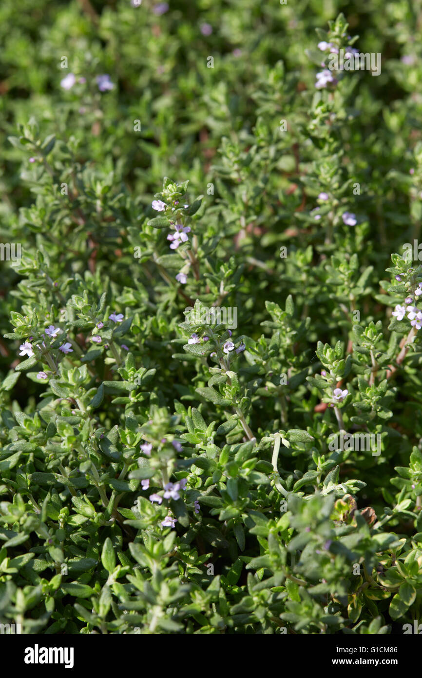 Thyme, Thymus vulgaris green leaves background Stock Photo