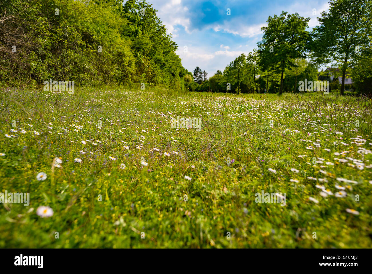 green grass close up Stock Photo - Alamy