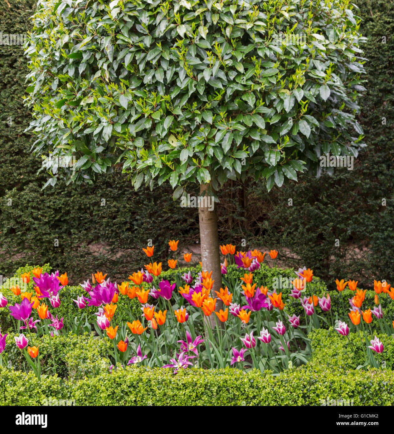 Colorful Tulips in a garden boarder with Box hedging, England, UK Stock Photo