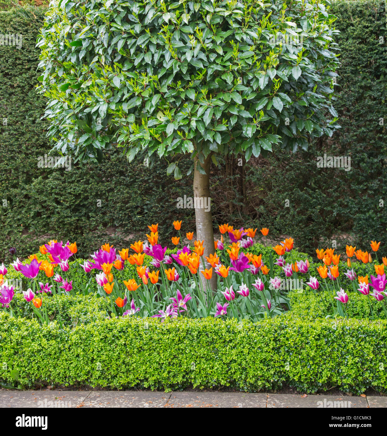 Colorful Tulips in a garden boarder with Box hedging, England, UK Stock Photo