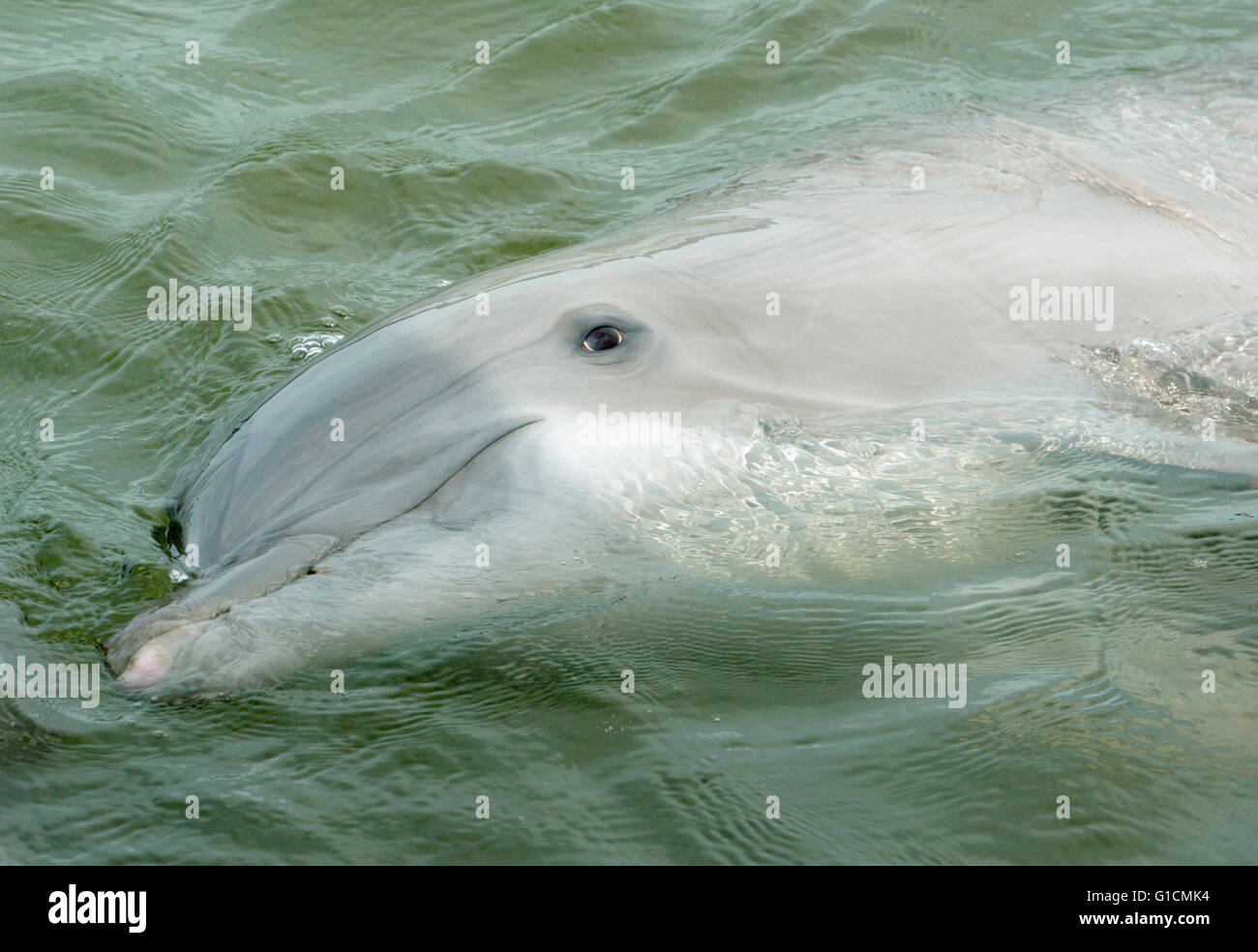 Bottlenose Dolphin, Captive portrait, Florida Keys, Florida USA Stock Photo