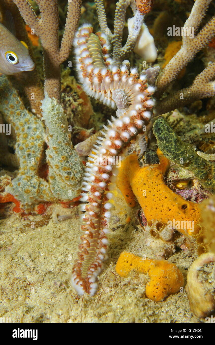 Marine life, a bearded fireworm, marine bristleworm, Hermodice carunculata, underwater in the Caribbean sea Stock Photo