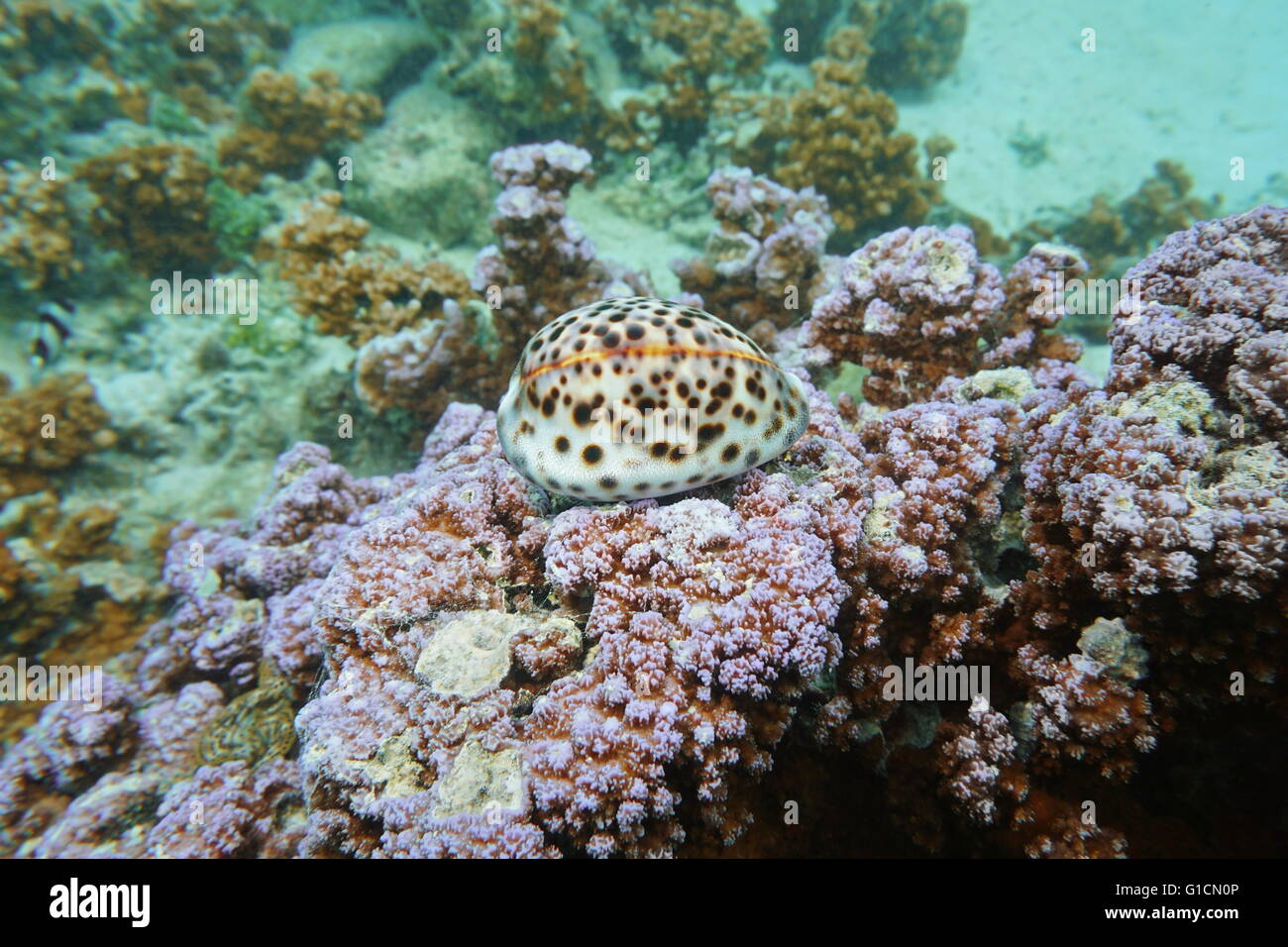 A tiger cowrie sea snail, Cypraea tigris, underwater on Montipora coral