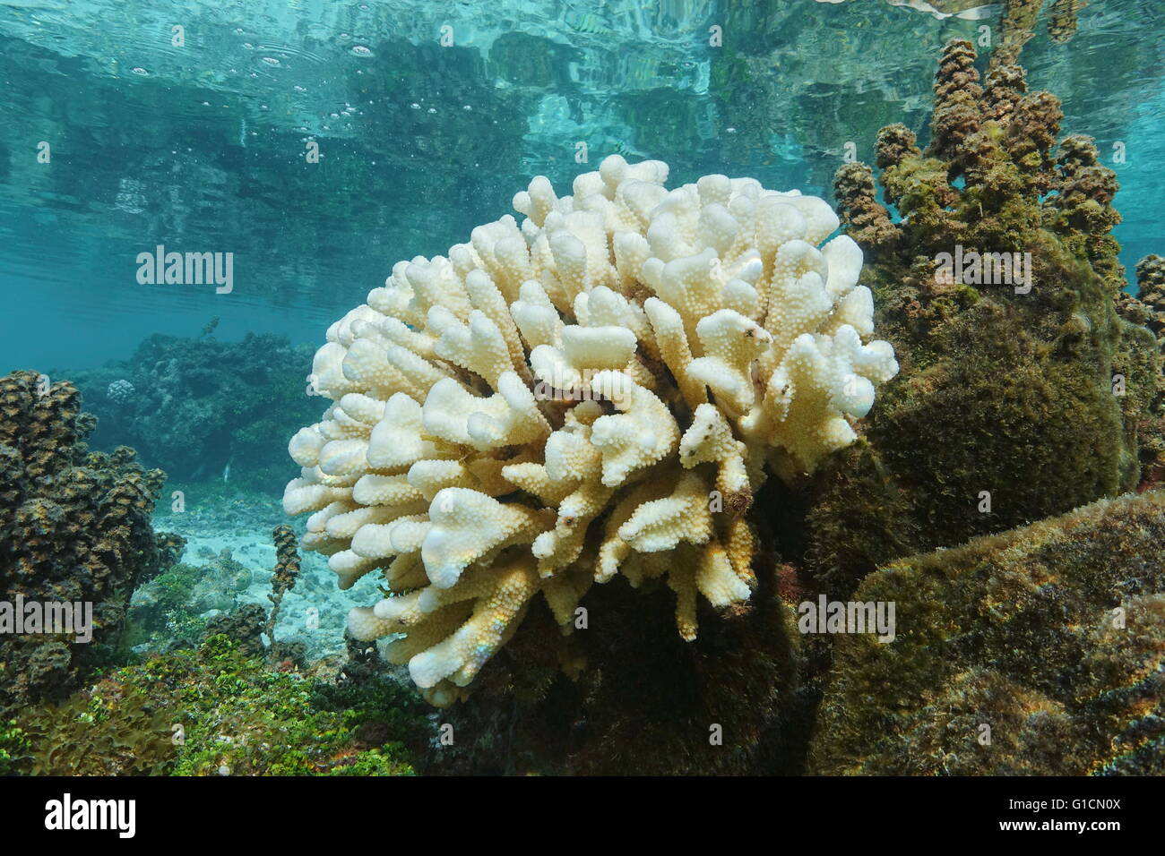 Coral bleaching, Pocillopora coral bleached due to El Nino, Pacific ocean, Huahine island lagoon, French Polynesia Stock Photo