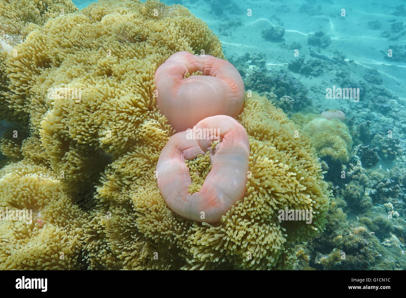 Magnificent sea anemones, Heteractis magnifica, underwater life, Pacific ocean, French Polynesia Stock Photo