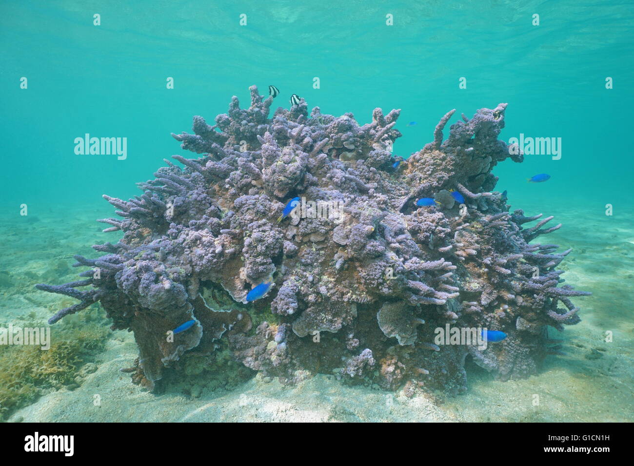 Purple Montipora coral underwater with damselfish, Pacific ocean, lagoon of Huahine island, French Polynesia Stock Photo