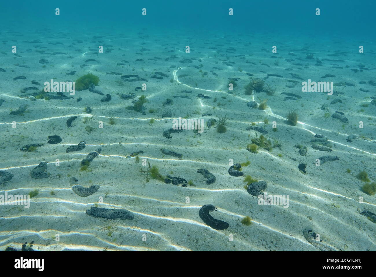 Shallow sandy ocean floor with many black sea cucumbers, Holothuria atra, Pacific ocean, French polynesia Stock Photo