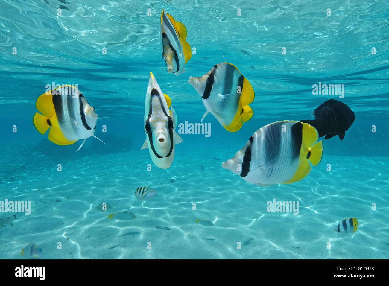 Tropical fish Pacific double-saddle butterflyfish, underwater in the lagoon, Pacific ocean, French Polynesia Stock Photo