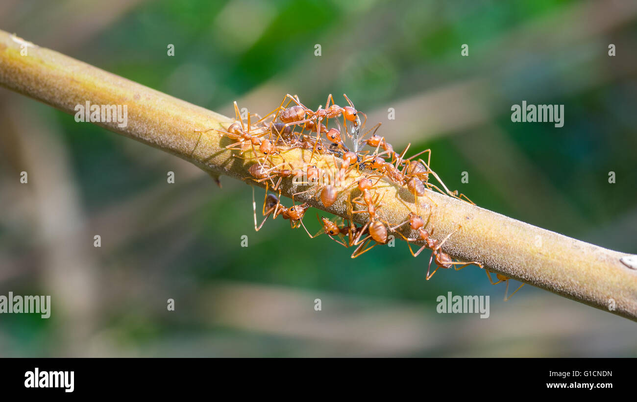 Ant swarm trying to get dead insect for dinner at branch tree Stock Photo