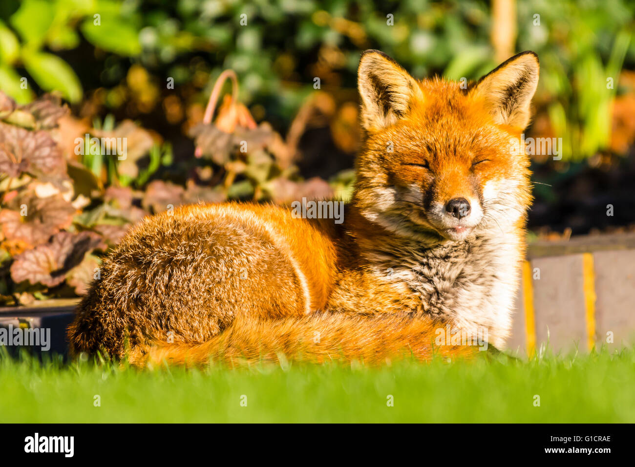  nackt Fox Kit Teen Porn,