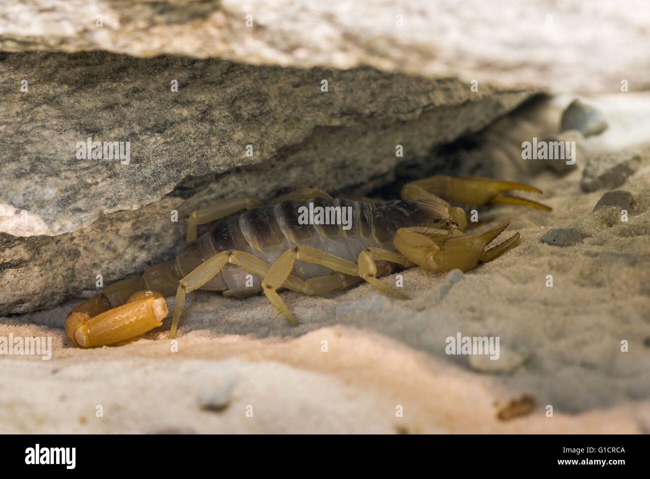 Desert scorpion under a Rock Stock Photo