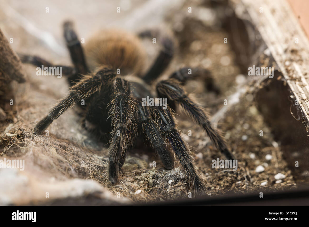 Poisonous tarantula in a terrarium Stock Photo Alamy