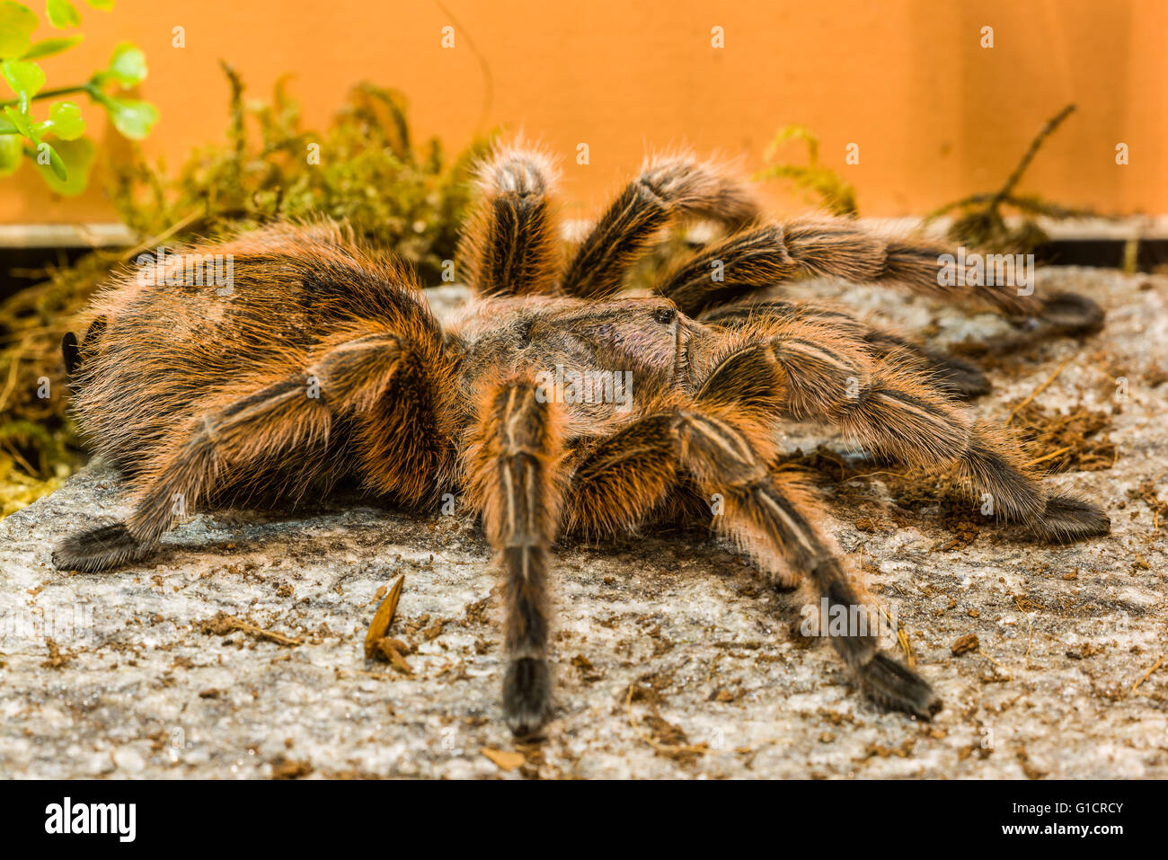 Poisonous tarantula in a terrarium Stock Photo Alamy