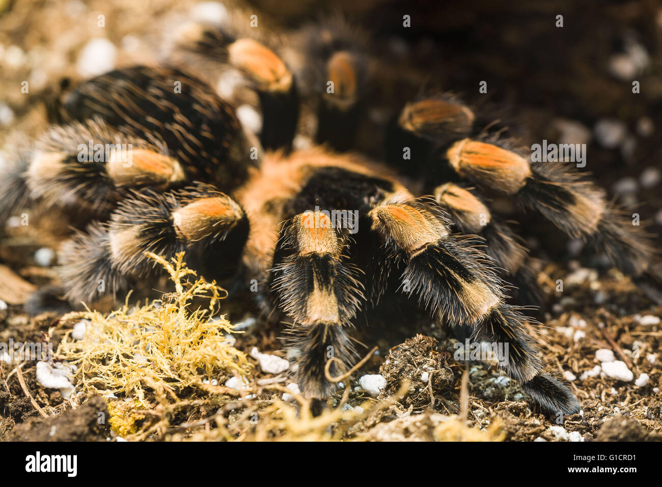 Poisonous tarantula in a terrarium Stock Photo