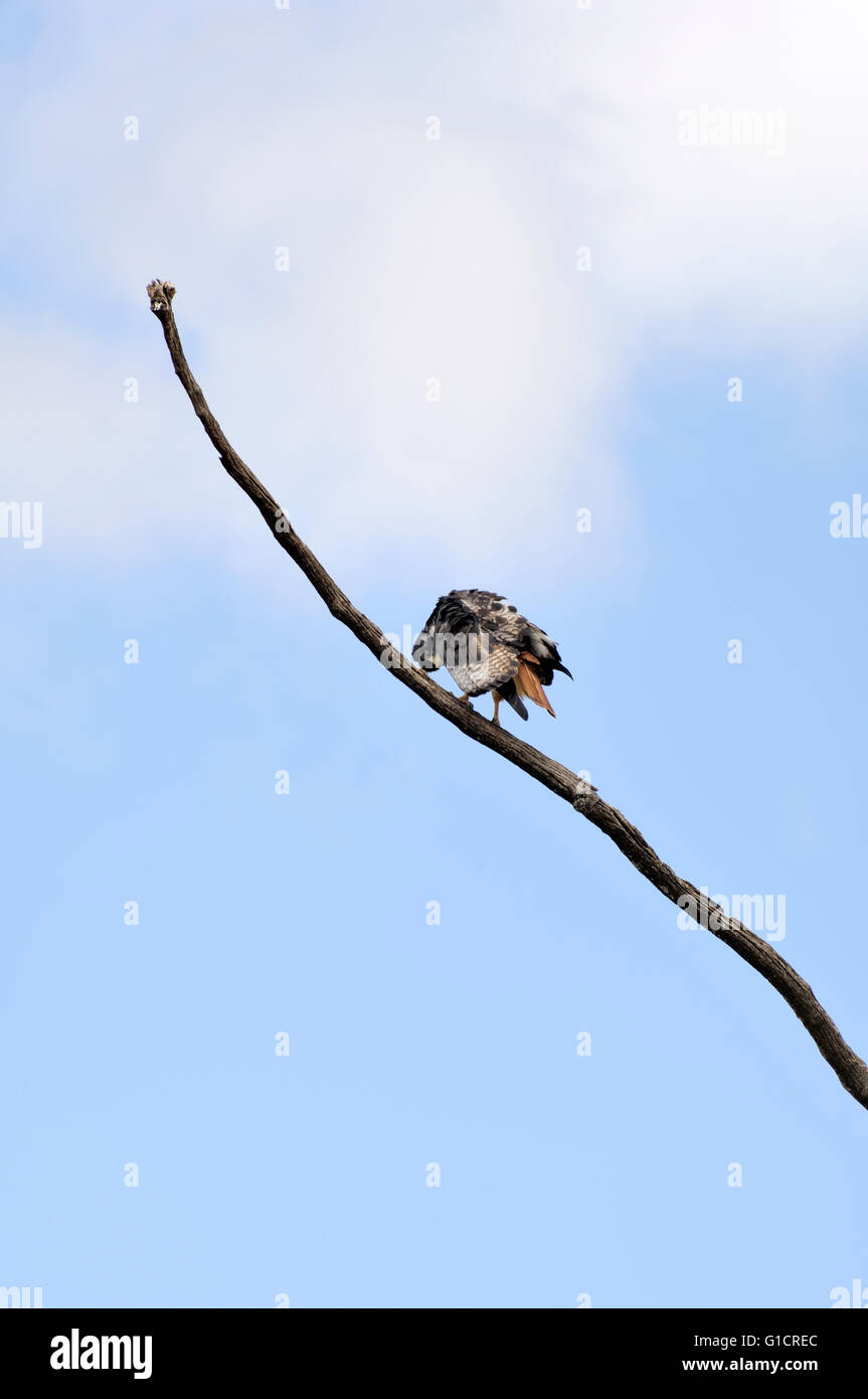 Augur Buzzard in Ngorongoro crater Stock Photo