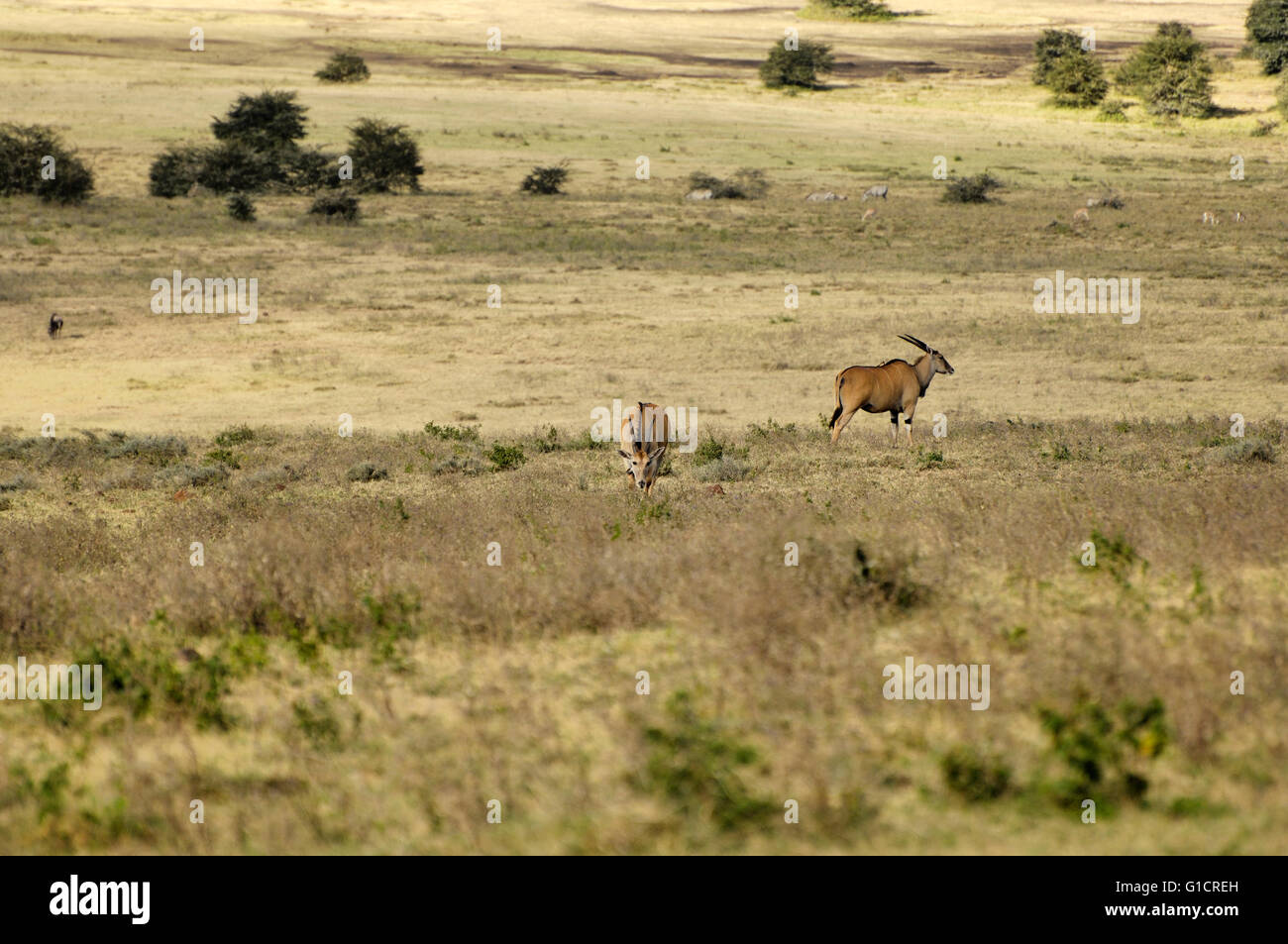 Eland antelope in Ngorongoro Crater Stock Photo