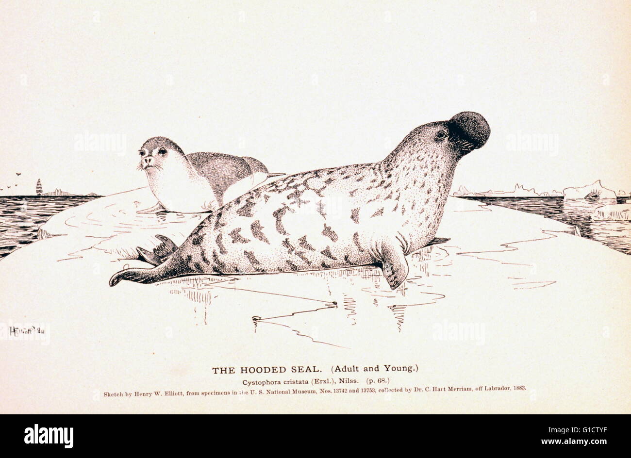 The Hooded Seal. (Adult and young.) Cystophora cristata 1890. The hooded seal (Cystophora cristata) is a large phocid found only in the central and western North Atlantic; ranging from Svalbard in the east to the Gulf of St. Lawrence in the west Stock Photo