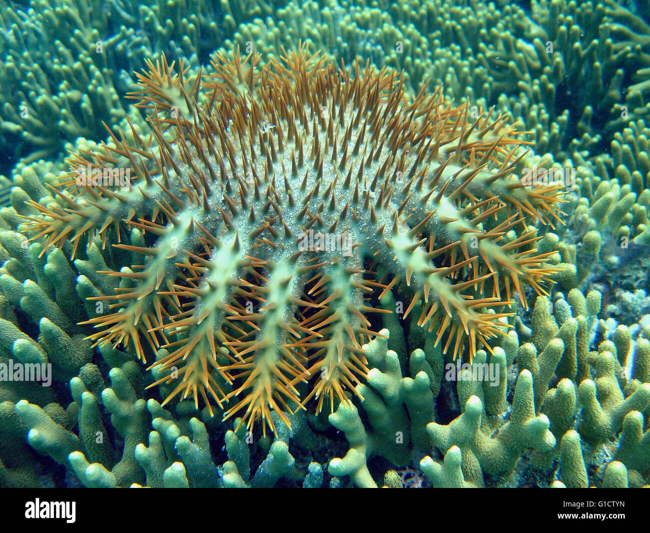 Crown of thorns starfish (Acanthaster Planci) Stock Photo