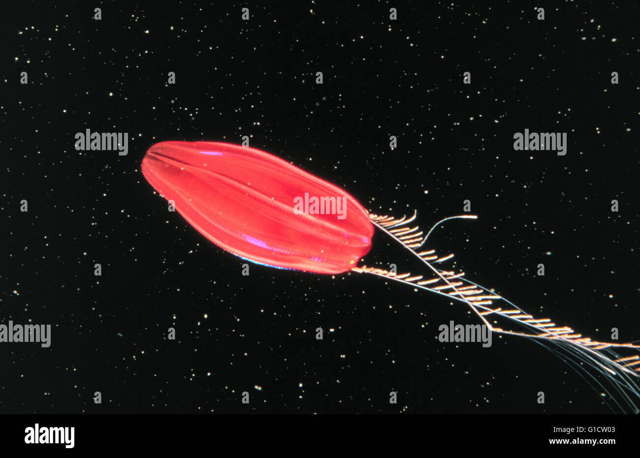 Ctenophore off New England with long ciliated tentacles. Stock Photo