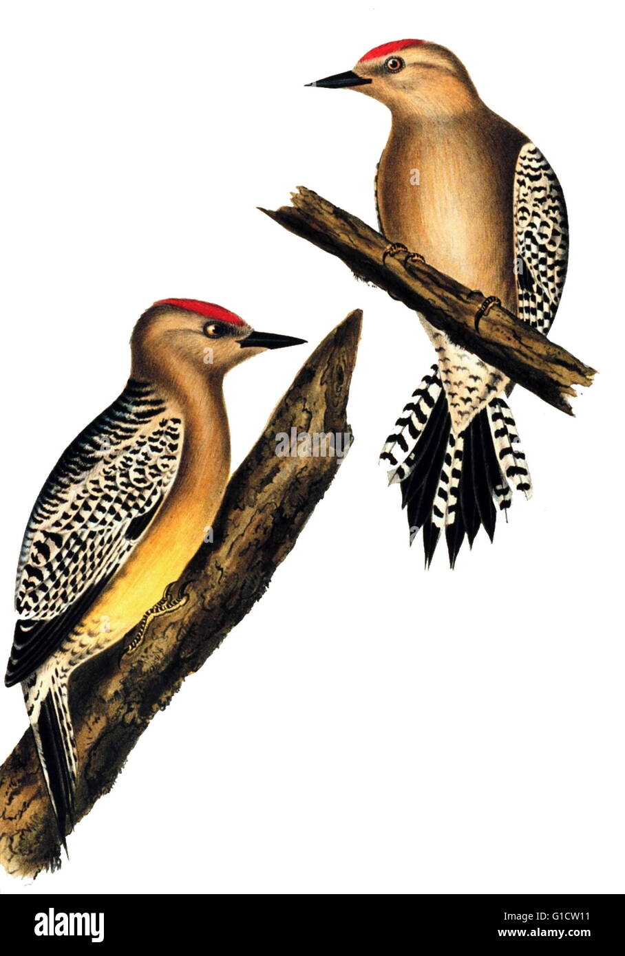 Gila Woodpecker, Baird (Centurus Uropygialis), 1859 Stock Photo - Alamy