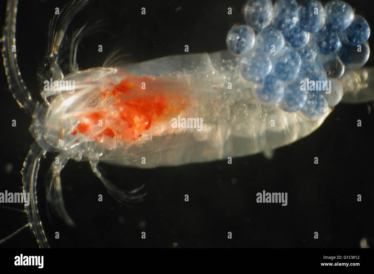 Copepod with eggs (Zooplankton Stock Photo Alamy