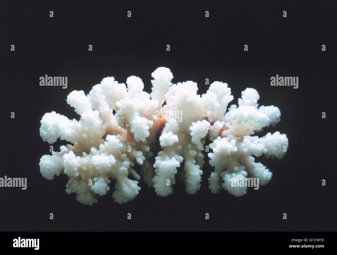 Calcareous skeleton of a Lobe Coral (Porites lobata Stock Photo Alamy
