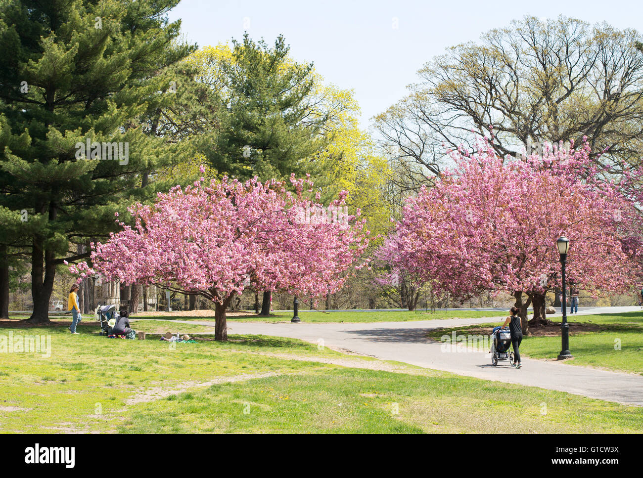 Women with strollers passing cherry blossom in Prospect Park, Brooklyn, New York, USA Stock Photo