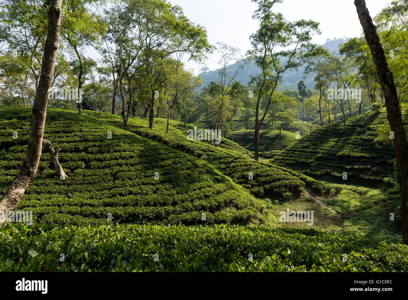 Tea Plantation in Assam, India Stock Photo